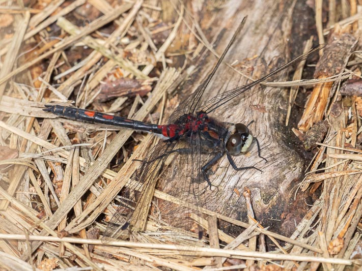 Leucorrhinia dubia (Small Whiteface) male-2.jpg